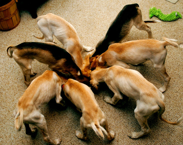 Group Of Saluki Puppies Eating Food
