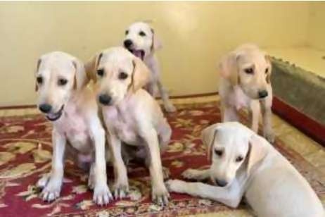 Group Of Saluki Puppies Sitting On Carpet