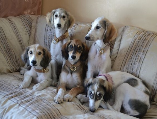 Group Of Saluki Puppies Sitting On Sofa