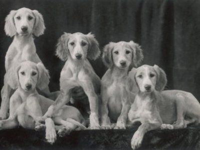 Group Of Saluki Puppies