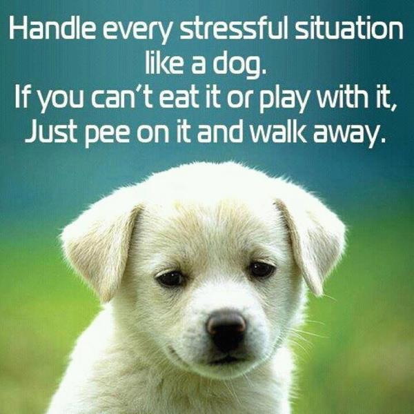Handle every stressful situation like a dog If you can'teat it or play with it Just pee on it and walk away