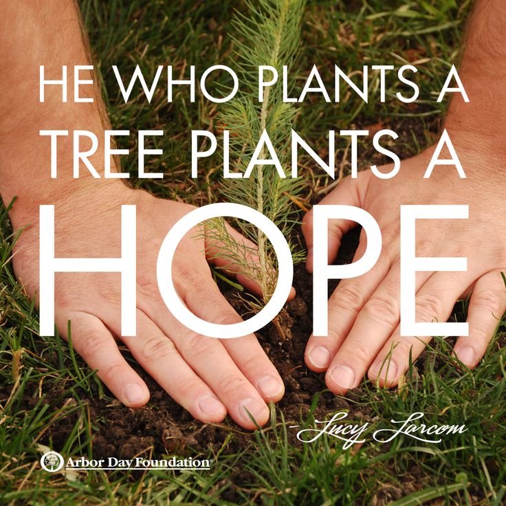 He who plants a tree plants a hope. - Lucy Larcom