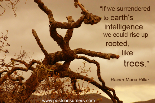 If we surrendered to earth's intelligence we could rise up rooted, like trees - Rainer Maria Rilke
