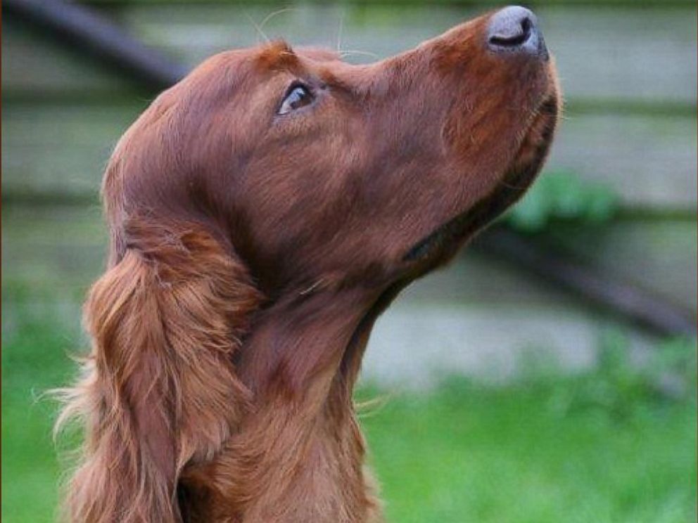 Irish Red Setter Dog With Head Up