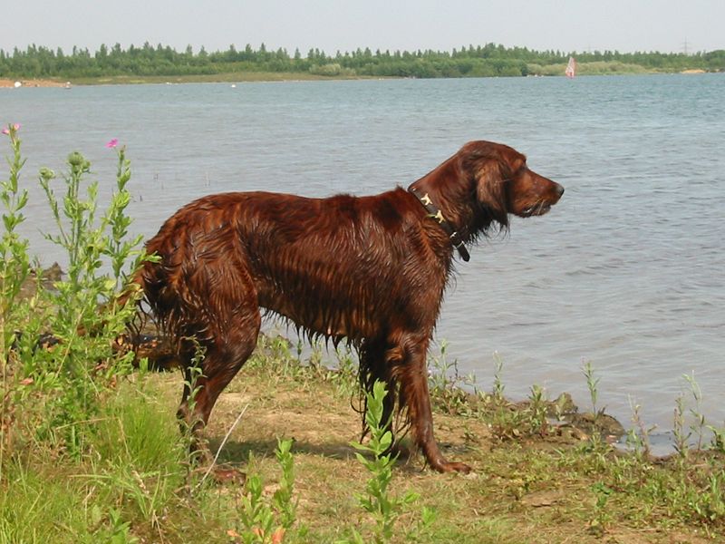 Irish Setter Dog After Swimming