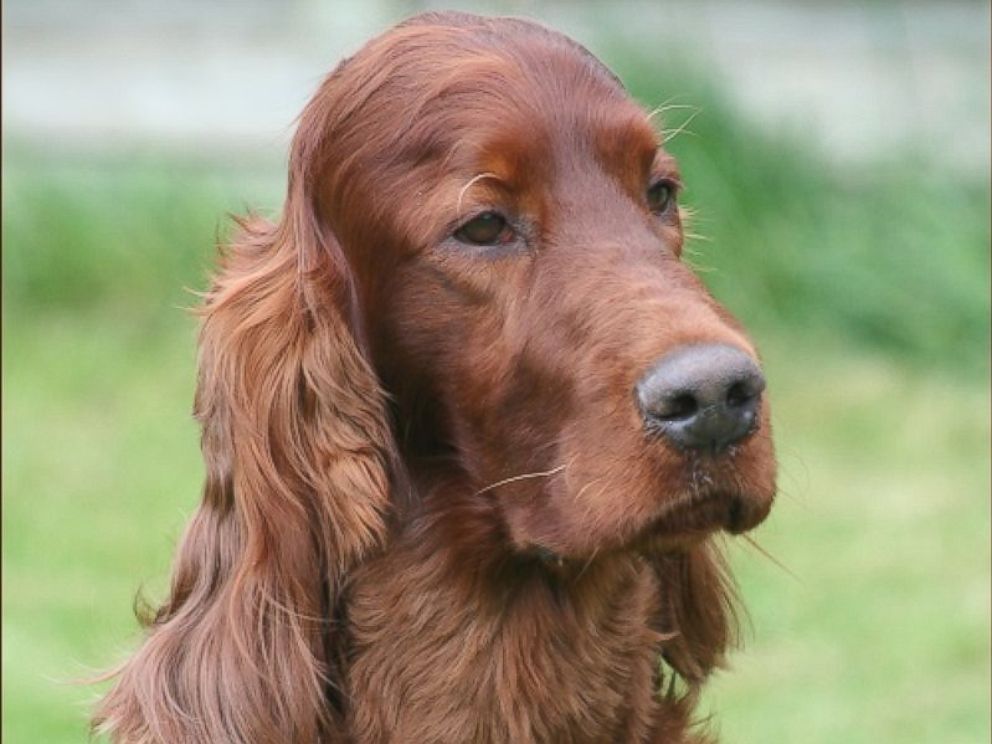 Irish Setter Dog Face Closeup Picture