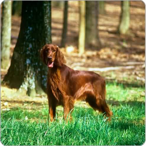Irish Setter Dog In Forest