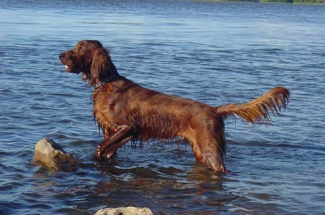 Irish Setter Dog In Water