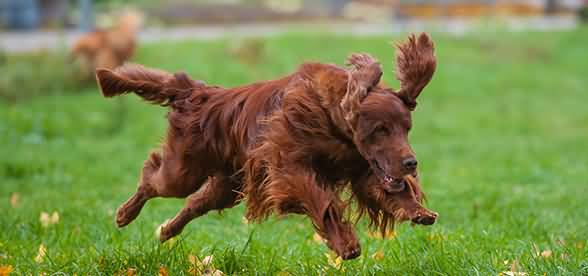 Irish Setter Dog Jumping