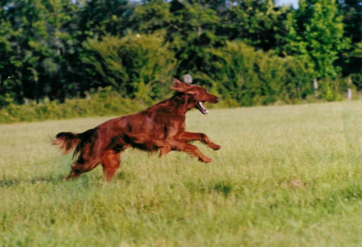 Irish Setter Dog Running Picture
