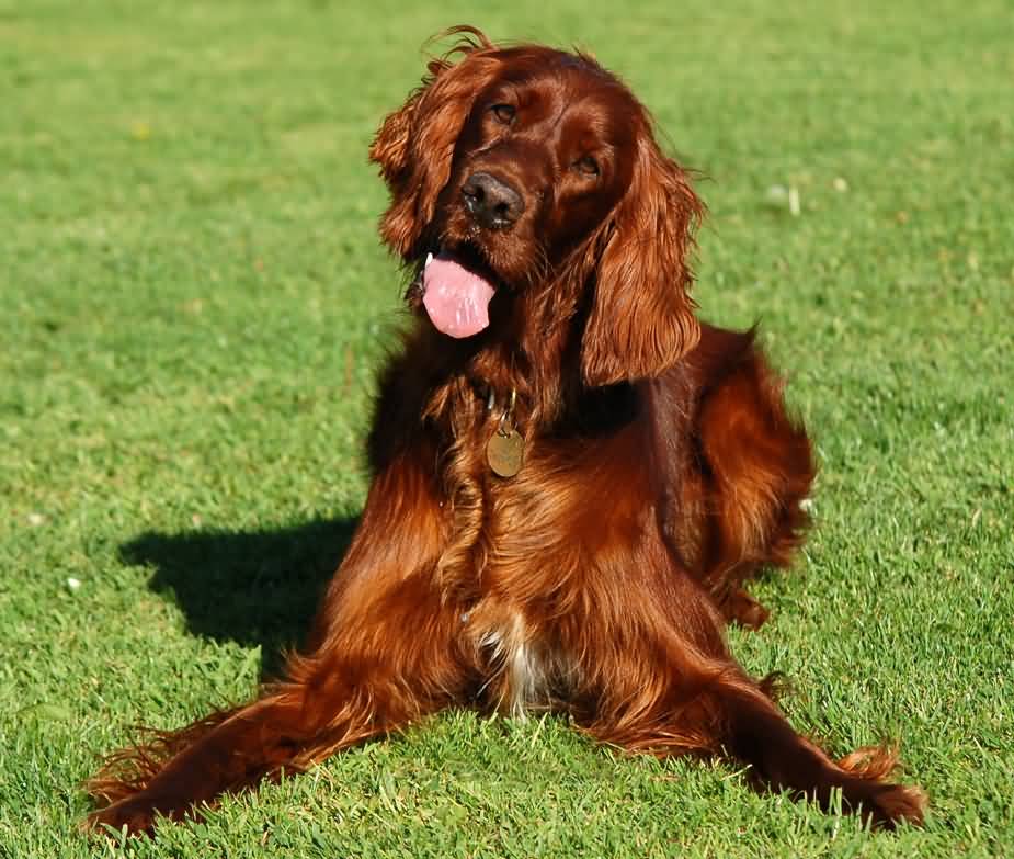 50 Most Beautiful Irish Setter Dog Pictures And Photos