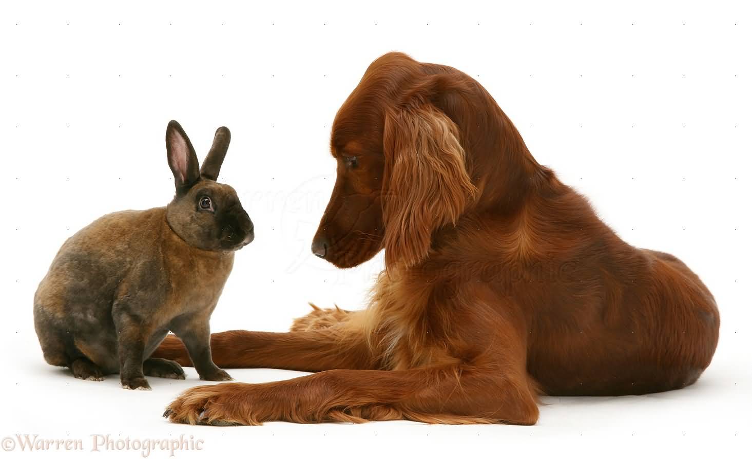 Irish Setter Dog Sitting With Fawn Dwarf Rex Rabbit