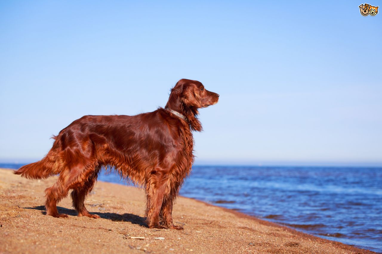 Irish Setter Dog Standing On Beach