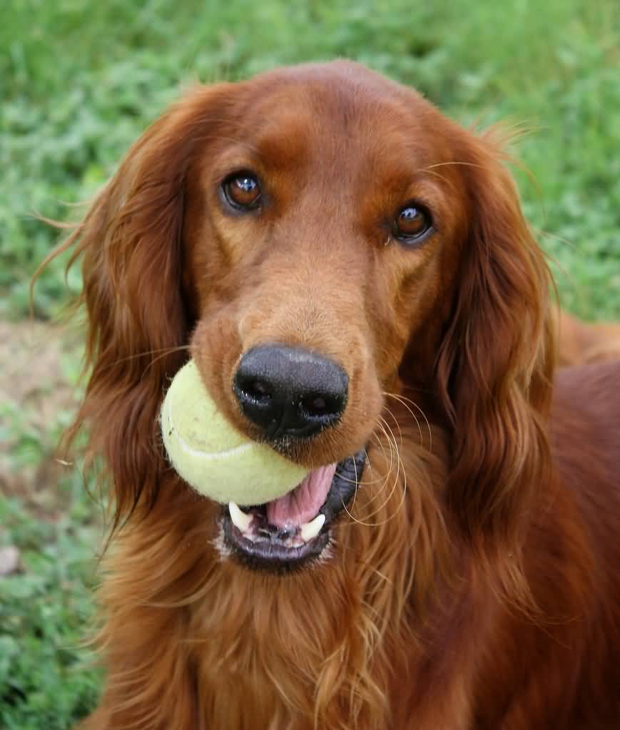 Irish Setter Dog With Ball In Mouth