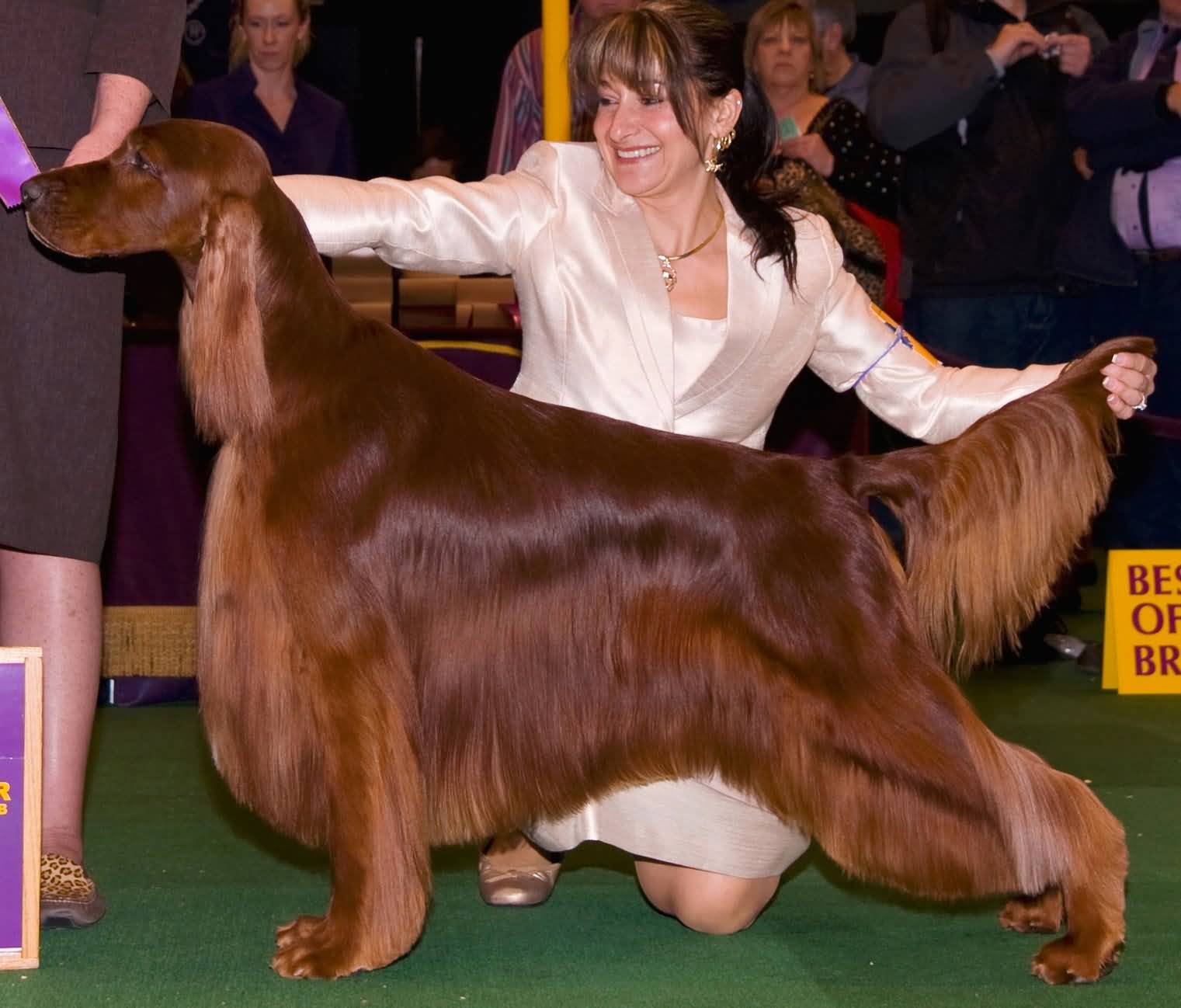 Irish Setter Dog With Long Silky Hair In Dog Show