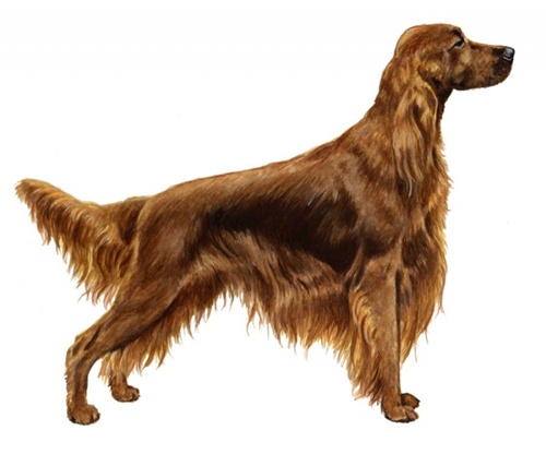 Irish Setter Dog With Long Silky Hair