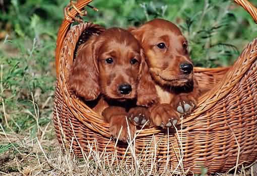 Irish Setter Puppies In Basket