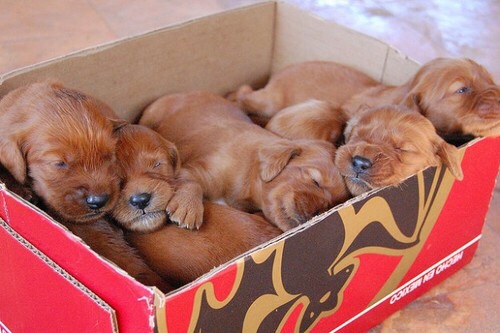 Irish Setter Puppies In Box