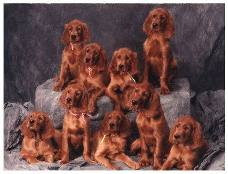 Irish Setter Puppies Posing For Portrait