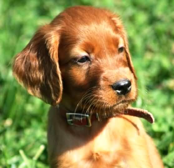 Irish Setter Puppy Face Closeup