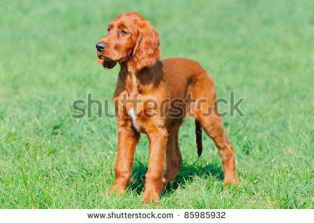 Irish Setter Puppy In Meadow