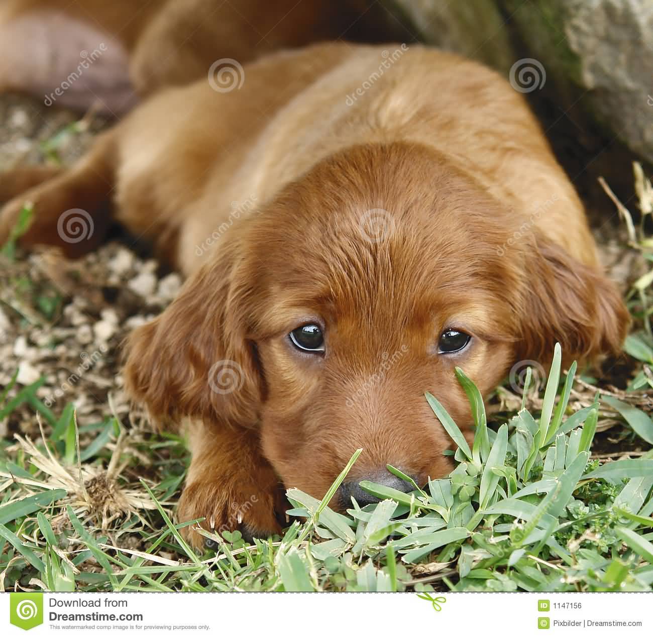 Irish Setter Puppy Laying Down On Grass