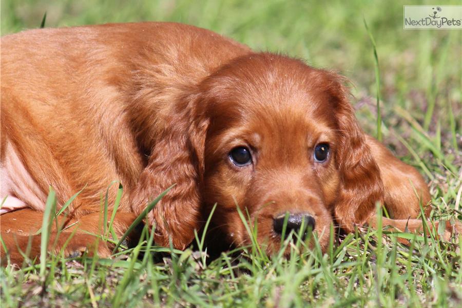 Irish Setter Puppy Laying On Grass