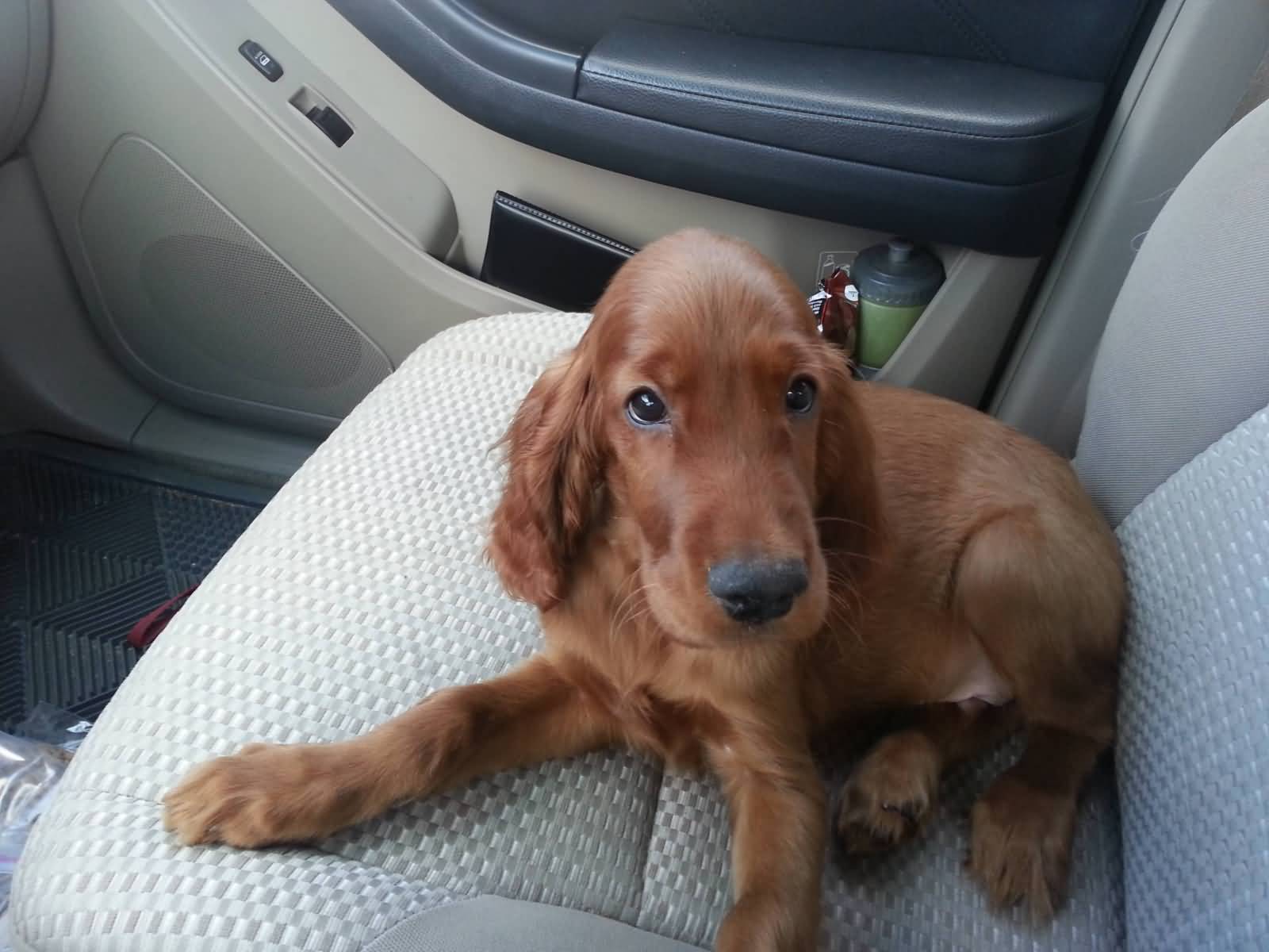 Irish Setter Puppy Sitting In Car