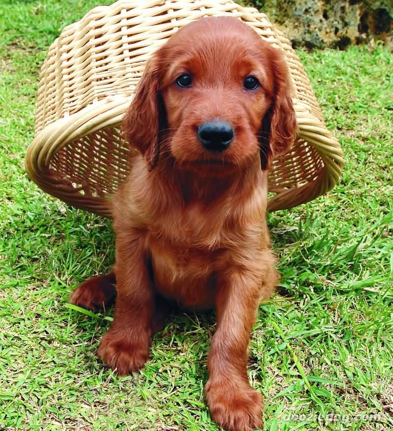 Irish Setter Puppy Sitting On Grass With Basket