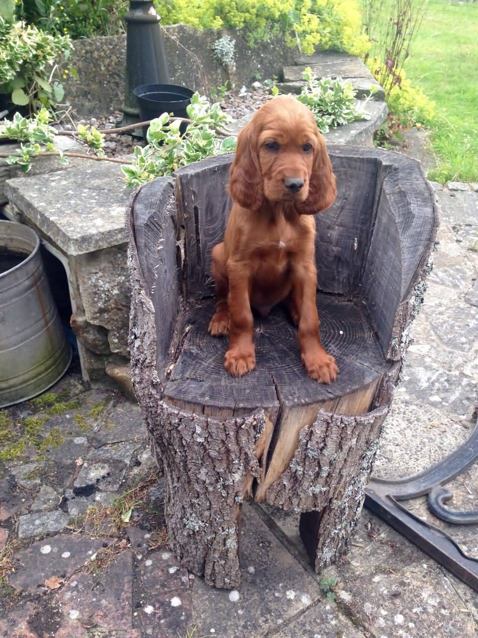 Irish Setter Puppy Sitting