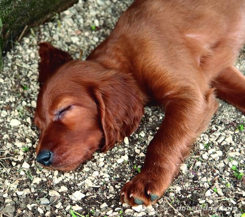 Irish Setter Puppy Sleeping