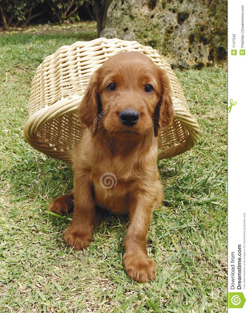 Irish Setter Puppy Under A Basket