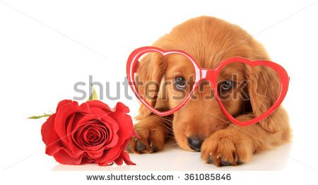 Irish Setter Puppy Wearing Heart Shaped Glasses
