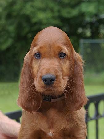 Irish Setter Puppy With Long Ears