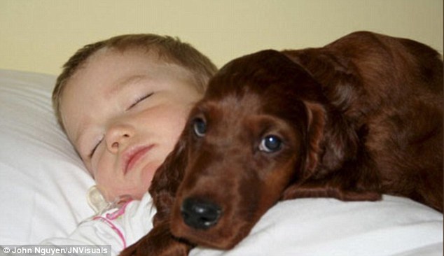 Irish Setter Puppy With Sleeping Baby