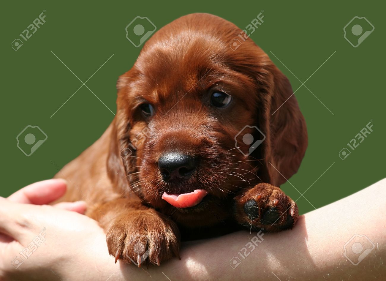 Irish Setter Puppy With Tongue Out