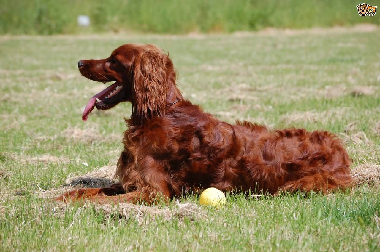 Irish Setter Sitting After Playing With Ball