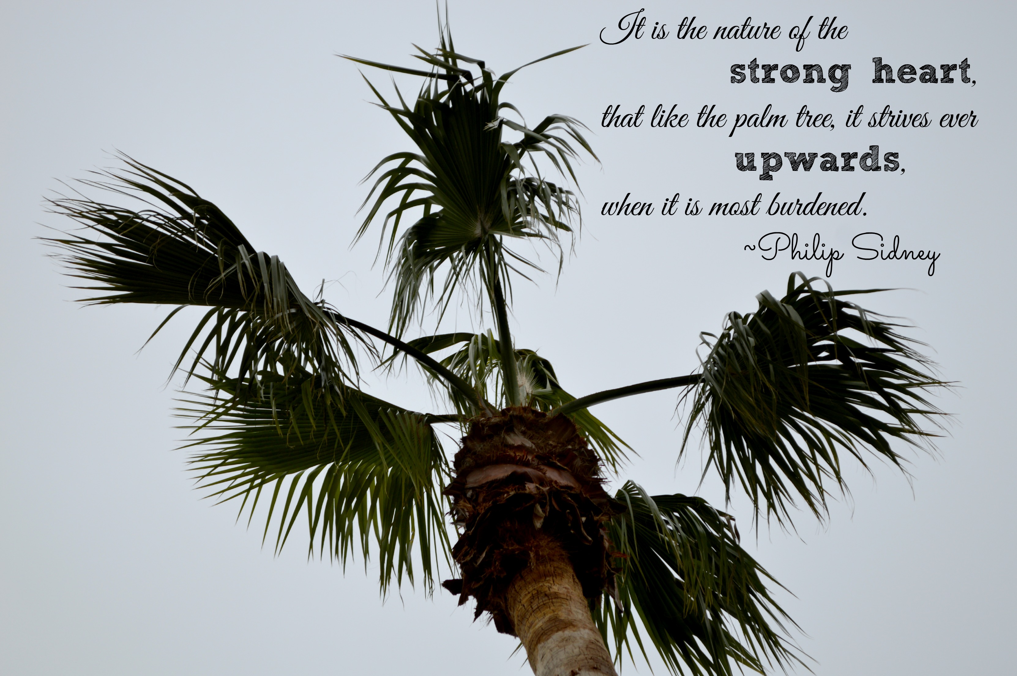 It is the nature of the strong heart, that like the palm  tree it strives ever upwards when it is most burdened -  Philip Sidney