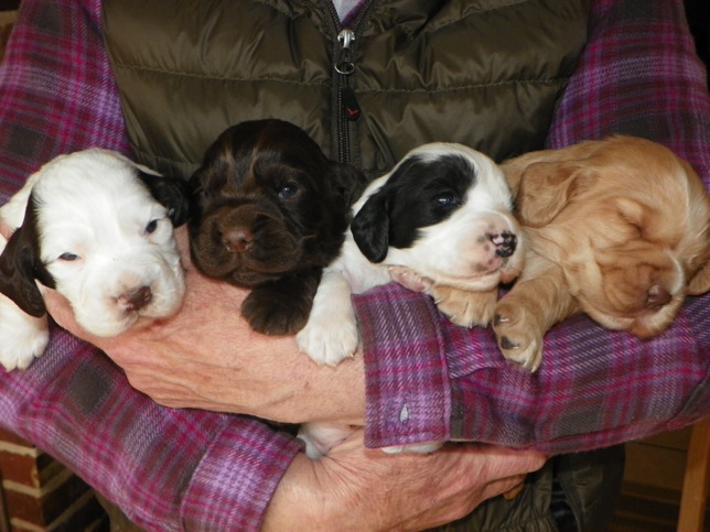 Little English Cocker And English Setter Puppies