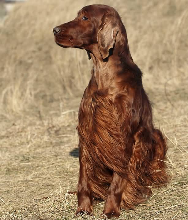 Long Hair Irish Setter Dog Picture