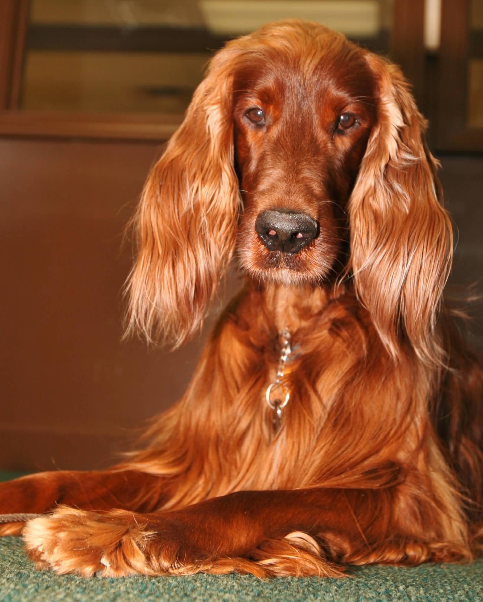 Long Hair Irish Setter Dog Sitting