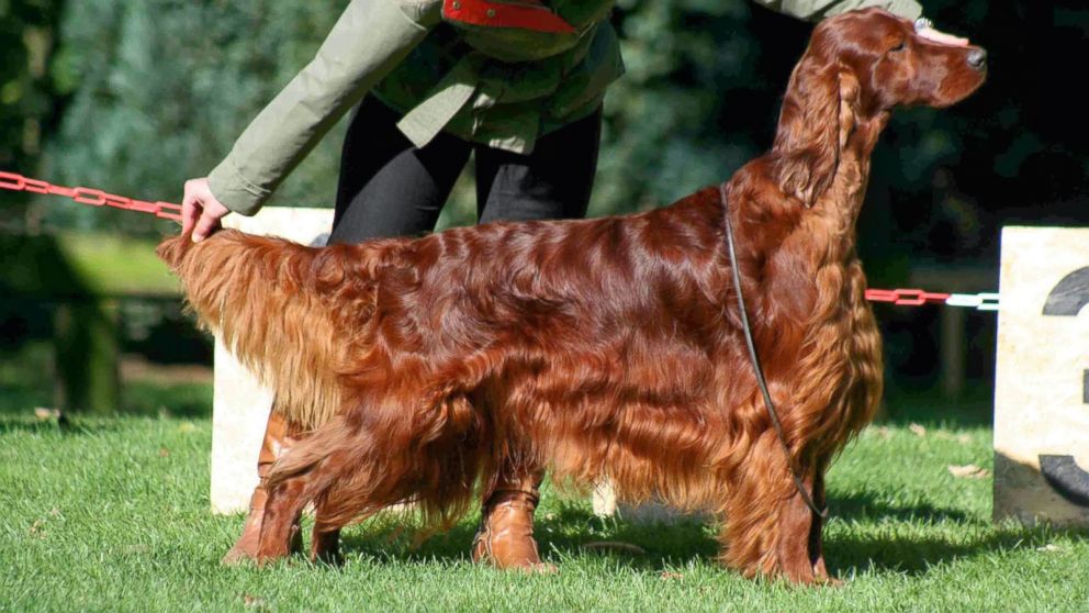 Long Hair Irish Setter Dog