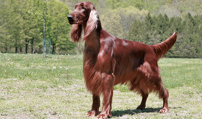 Long Hair Red Irish Setter Dog