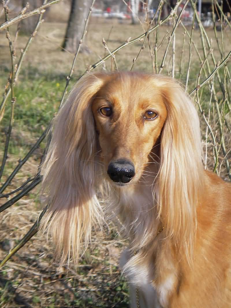 Long Hair Saluki Dog Face Picture