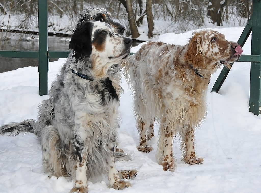 Long Haired English Setter Dogs In Snow