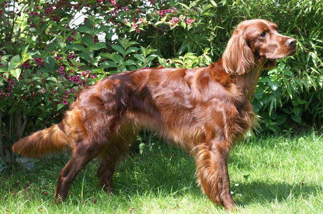 Long Haired Irish Setter Dog