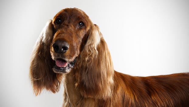 Long Shining Hair Irish Setter Dog