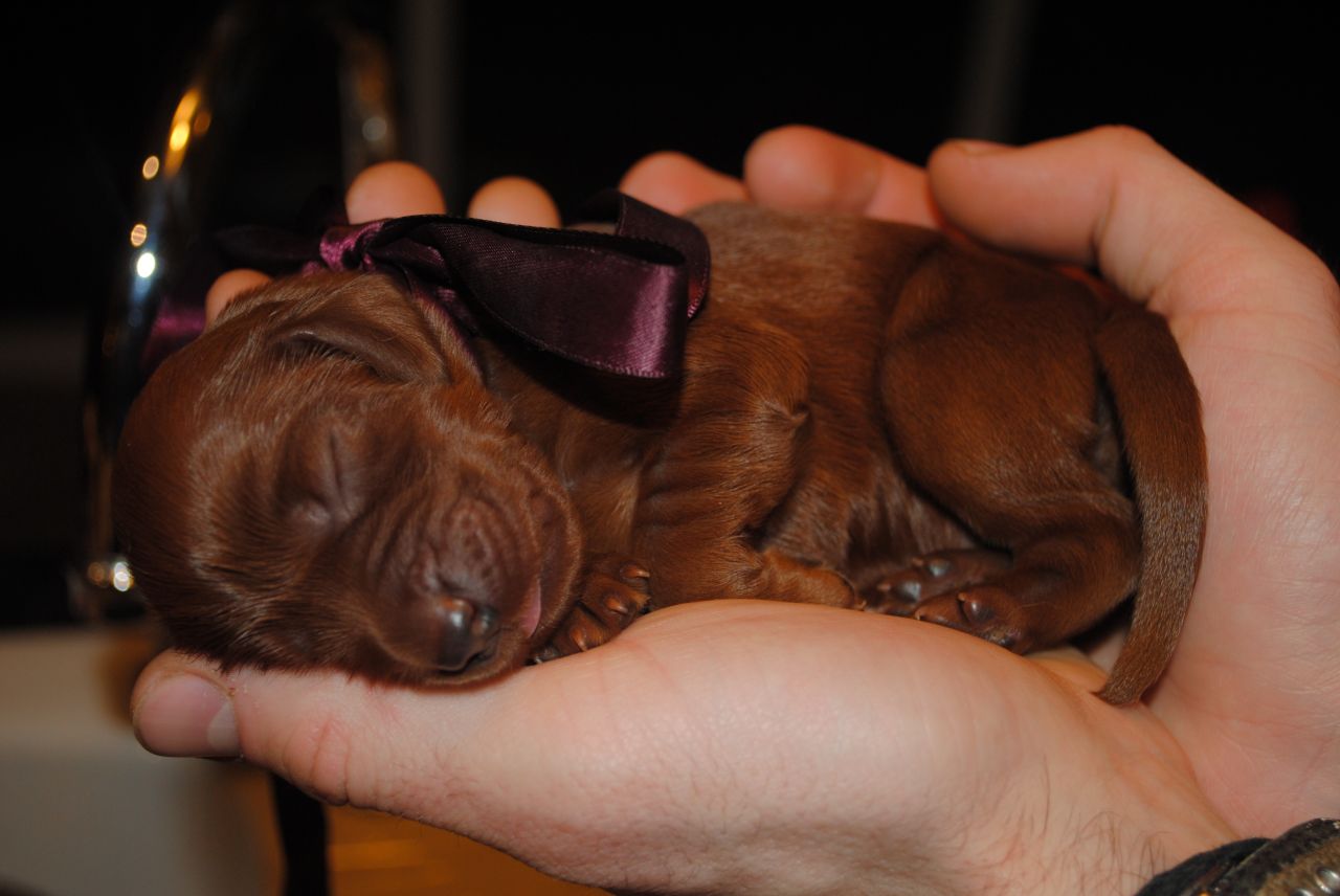 Miniature New Born Irish Setter Puppy