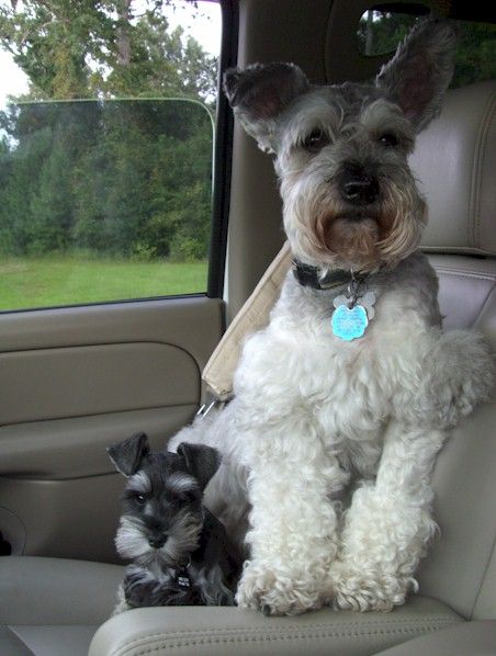 Miniature Schnauzer Dog And Puppy In Car