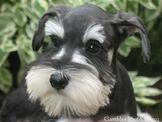Miniature Schnauzer Dog Face Closeup